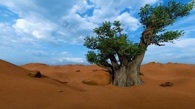 单Baobab树非洲沙漠